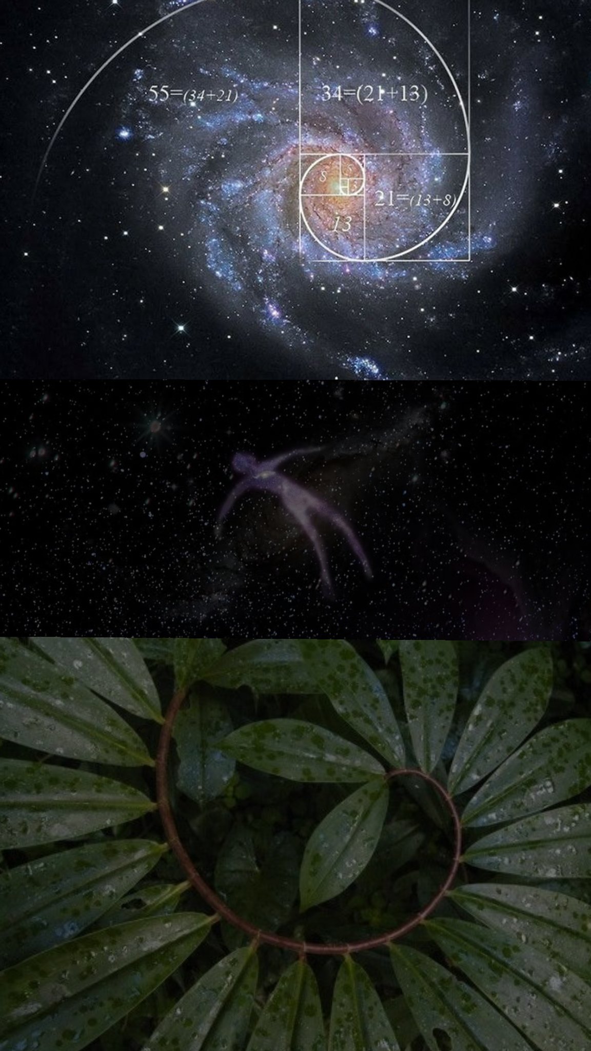 The Fibonacci spiral in a galaxy, a figure drawn in stars, and leaves stepping around their stem